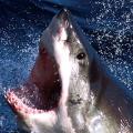 Διαδηλώσεις στην Αυστραλία υπέρ των καρχαριών