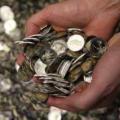 Οδεύει προς λουκέτο το μοναδικό εργοστάσιο στην Ελλάδα που &quot;παρήγαγε&quot; κέρματα ευρώ