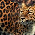 kia_leopard