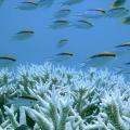 koralliogenis-ufalos-periballon-okeanos.jpg