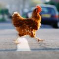 Μία κότα προκαλεί κυκλοφοριακό χάος στο Πόρτλαντ! 