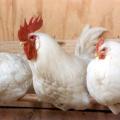 Επικίνδυνα απαγορευμένα  αντιβιοτικά σε πτηνοτροφική μονάδα της Αττικής 