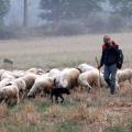 Εσπερίδα για την κτηνοτροφία στην Ιεράπετρα