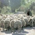 Τελευταία μέρα για την απογραφή του ζωικού κεφαλαίου των κτηνοτρόφων