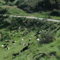 Τα προβλήματα τους εξέφρασαν στον υπουργό οι κτηνοτρόφοι της Κρήτης