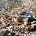 Πέντε κυνηγόσκυλα νεκρά από φόλες στα Λακώνια Λασιθίου