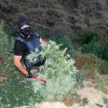 Αλβανία : 10 χιλ. χασισόδεντρα καταστράφηκαν στο Λαζαράτι