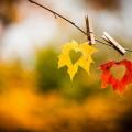 φθινόπωρο φύλλα έρωτας