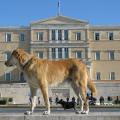 Πέθανε ο Λουκάνικος, ο σκύλος - σύμβολο των διαδηλώσεων