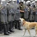 O Λουκάνικος, ο σκύλος - σύμβολο έγινε σήμερα και γκράφιτι