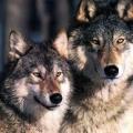 Συγγενείς σκύλοι και λύκοι, σύμφωνα με αμερικανική έρευνα 