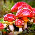 magic-mushroom-