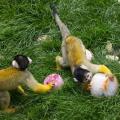 μαϊμούδες Ινδία