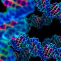 DNA δημιουργημένο απο τον άνθρωπο;