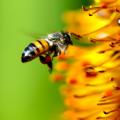 Η έλλειψη μελισσών απειλεί την αναπαραγωγή των φυτών στην Ευρώπη
