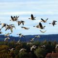 Την Κυριακή γιορτάζουν τα πουλιά στο φράγμα του Αποσελέμη