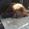 Μάχη για να σώσουν ένα τραυματισμένο αρκουδάκι στο Μέτσοβο