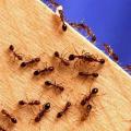 Αποφύγετε τα μυρμήγκια