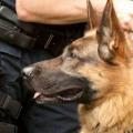 αστυνομικός σκύλος