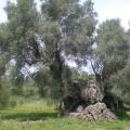 Είδος προς ... εξαγωγή τα αιωνόβια Κρητικά ελαιόδεντρα