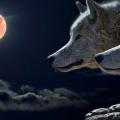 πανσέληνος - λύκοι στο φεγγάριjpg