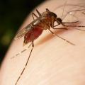 mosquito-bloodfed-p7310068.jpg