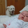 Η υπερπροσπάθεια ενός κουταβιού να δει το μωρό! (βίντεο) 