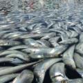Ανησυχία για τα χιλιάδες νεκρά ψάρια που ξέβρασε η θάλασσα στη Σάμο