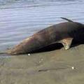 Νεκρό δελφίνι σε παραλία στο Πήλιο