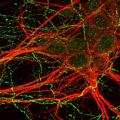 neurons.jpg