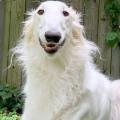  λευκό Borzoi