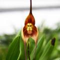 Orchid Monkey