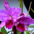  Cattleya…..ένα υπέροχο είδος Ορχιδέας