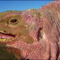 pink_iguana.jpg