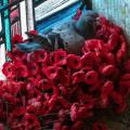 pigeon-poppies-768x512.jpg