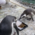 iPad για ... πιγκουίνους! (βίντεο)