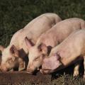 pigs-eat-1021x580.jpg