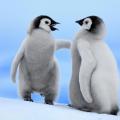 Βρετανία: Αντικαταθλιπτικά σε πιγκουίνους για να αντέξουν το κρύο 