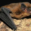 pipistrellus-pipistrellus.jpg