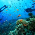 Scuba Diving στην Κρήτη - Bίντεο με εντυπωσιακά πλάνα