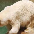 Πέθανε η μία από τις δύο πολικές αρκούδες της Αφρικής
