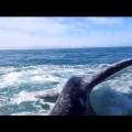 Φάλαινα, χαστουκίζει γυναίκα με το πτερύγιο της! (βίντεο)