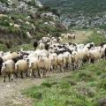Ζώνες ελέγχου για τον καταρροϊκό σε Χανιά και Ρέθυμνο