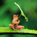 rain2.jpg