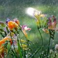 raining-on-flowers.jpg