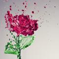 rose-11.jpg