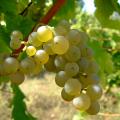 sauvignon_blanc_vlasotince_vineyards2.jpg