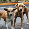 Χανιά: Τα σκυλιά οδήγησαν τους διασώστες στον αγνοούμενο ηλικιωμένο