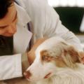Η πρώτη ανοσοθεραπεία καρκίνου για σκύλους είναι γεγονός