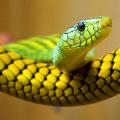 snake-pregnancy.jpg